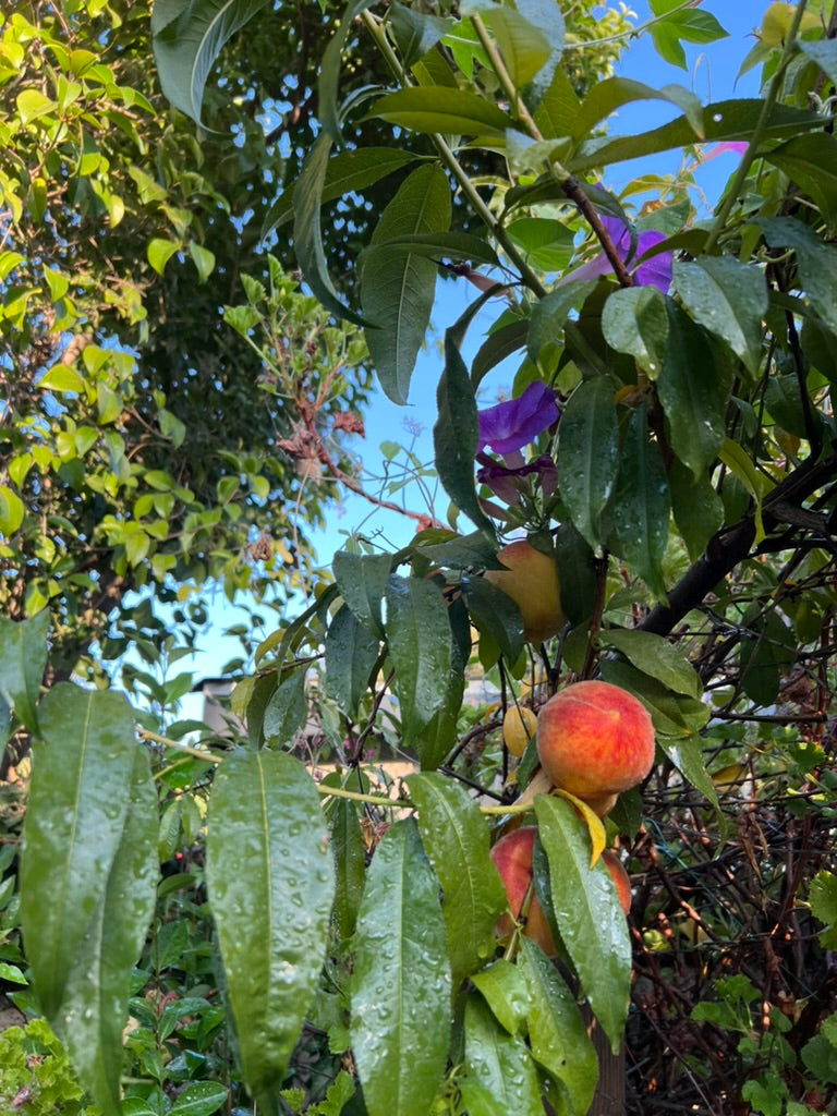 Summer peach tree crop with a purple flower.